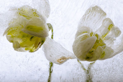 2 blossoms of snow drops in ice