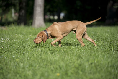 Side view of dog on grass