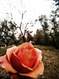 Close-up of rose holding flower