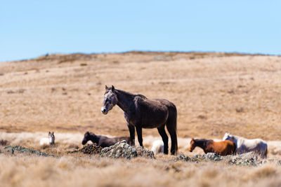 Horses on a field