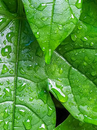 Full frame shot of wet leaves