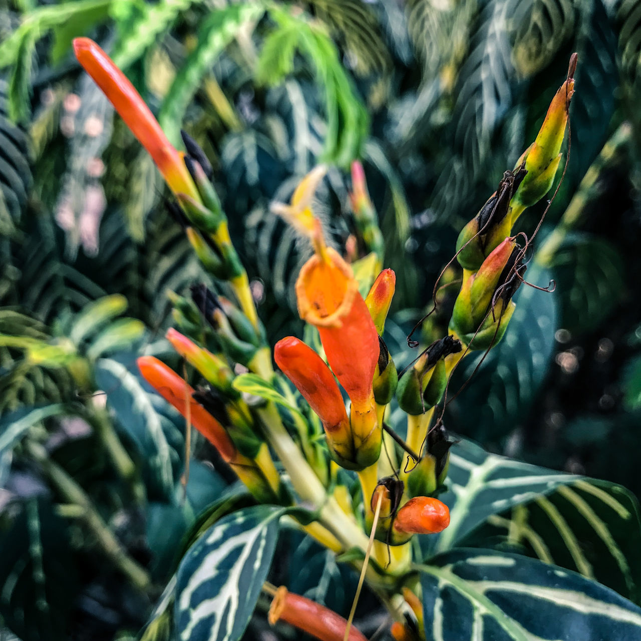 CLOSE-UP OF ORANGE FLOWER