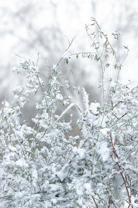 Close-up of frozen plant during winter