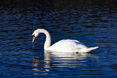 Swan swimming in lake