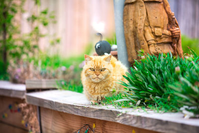 Portrait of a cat