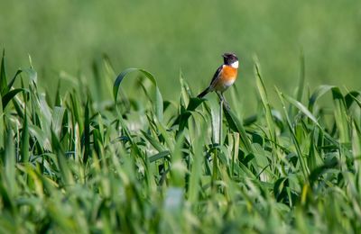 Bird perching on a field