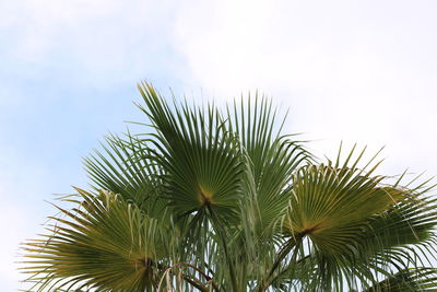 Low angle view of palm tree against sky