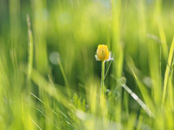 Close-up of yellow flowering plant on field