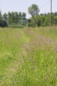 Grass growing on field