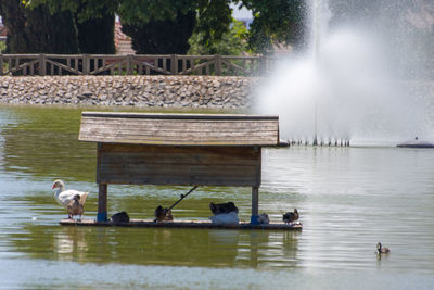 Ducks swimming in lake