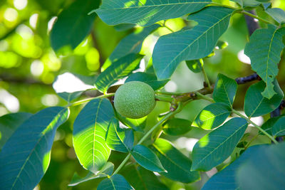 Close-up of berries growing on tree