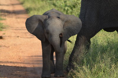 View of elephant on field