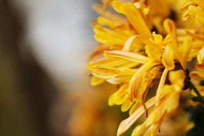 Close-up of yellow flowers blooming outdoors