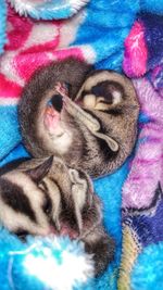 Close-up of cat sleeping on bed