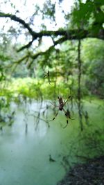 Reflection of trees in water