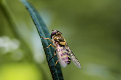 Close-up of insect on leaf