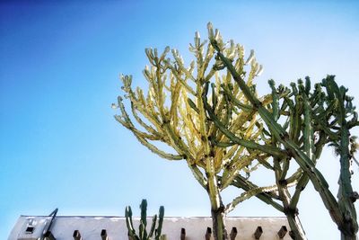 Low angle view of tree against clear blue sky