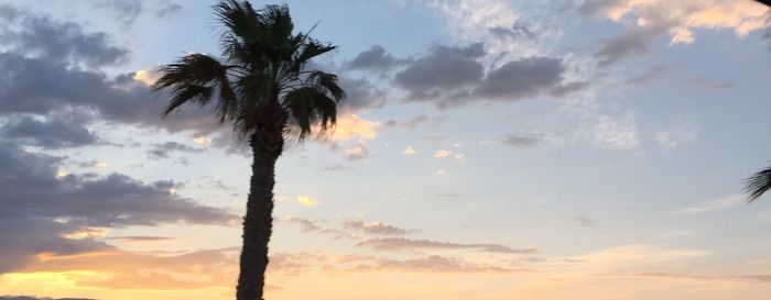 Low angle view of silhouette palm trees against sky