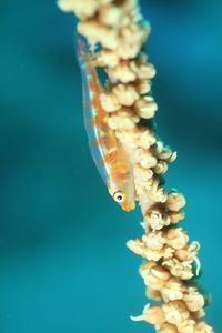 Close-up of whip coral goby fish swimming in aquarium
