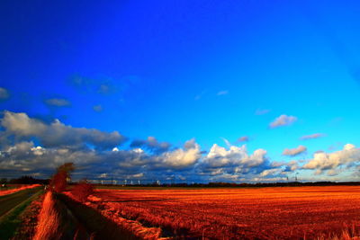 Scenic view of agricultural field against blue sky