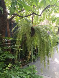 Close-up of fern in forest