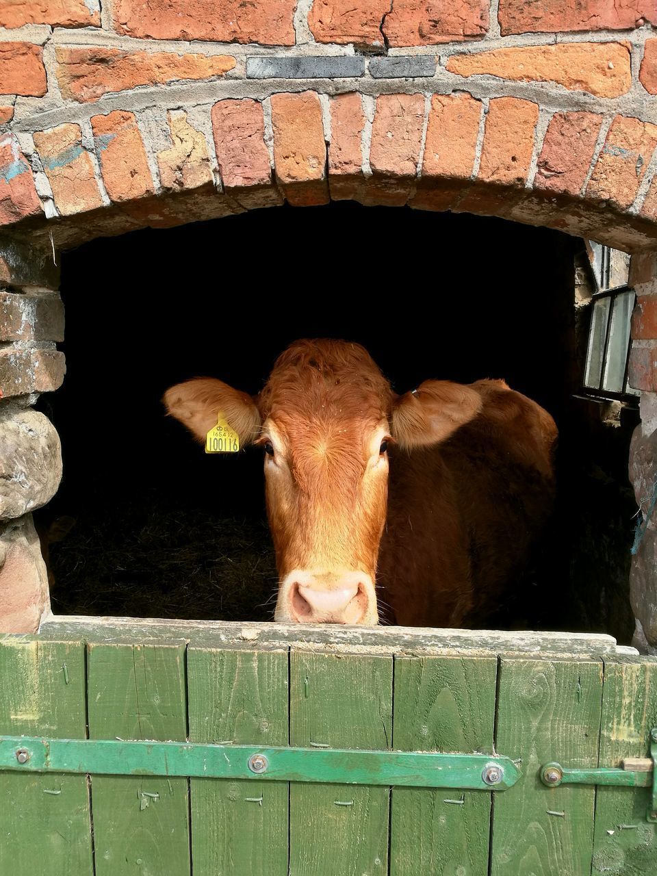 PORTRAIT OF COW IN ZOO