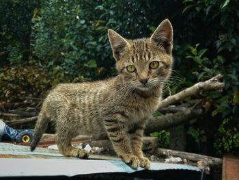 Portrait of tabby cat on plants