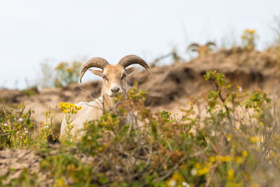 View of an animal on land