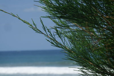 Close-up of plant against sea