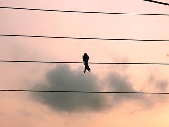 Low angle view of bird perching on cable