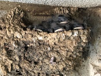 High angle view of bird perching in nest