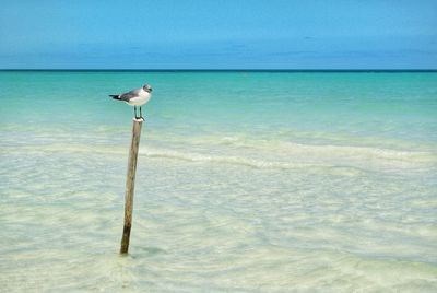 Seagull on wooden post at beach against sky