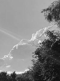 Low angle view of flowering plant against sky