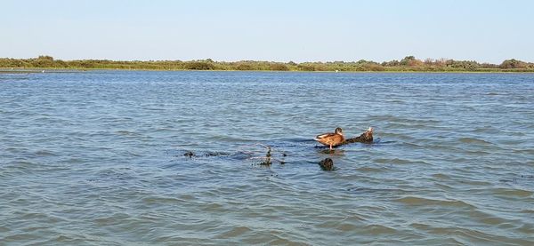 Ducks swimming in a lake