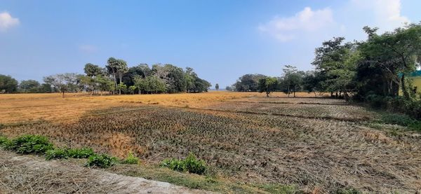 Scenic view of field against sky