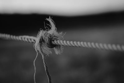 Close-up of rope tied to metal fence