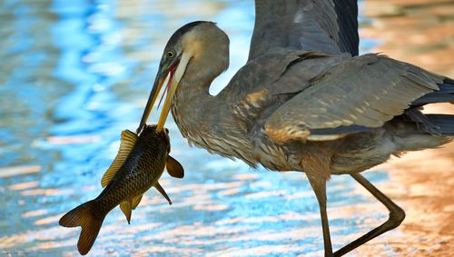 Close-up of bird flying over water