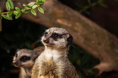 Close-up of meerkats