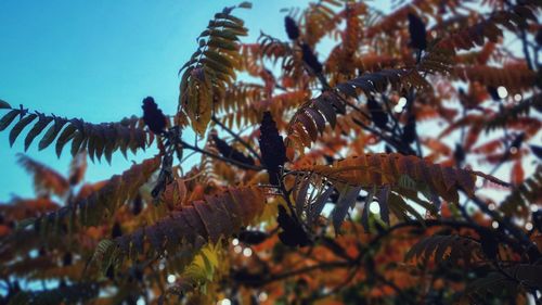 Low angle view of plants against sky