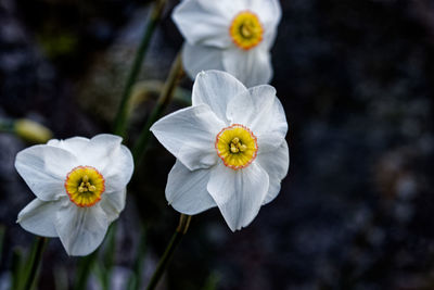 Close-up of white flowering plant
