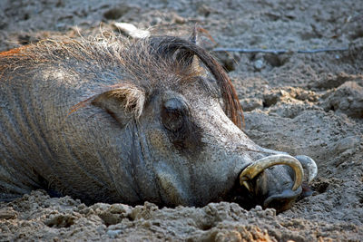 Close-up of a animal resting