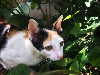 Close-up portrait of a cat