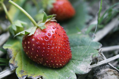 Close-up of strawberries growing on field