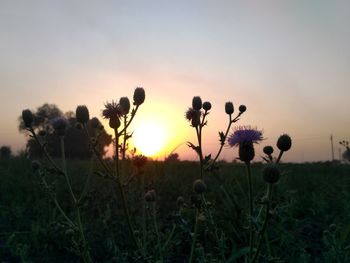 Close-up of plants growing on field against sky