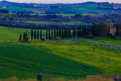 Scenic view of agricultural field