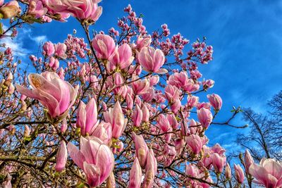 Low angle view of pink flowering tree against sky