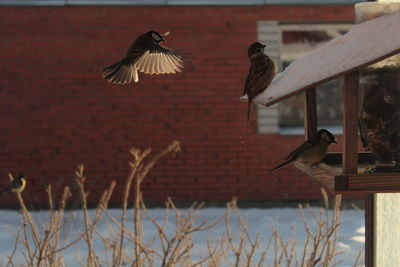 Birds perching on feeder