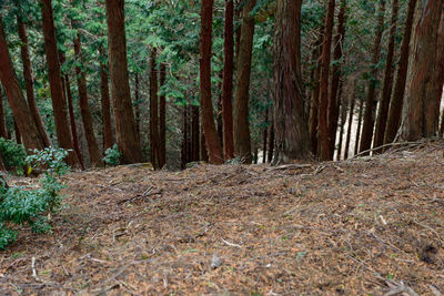 Trees growing in forest