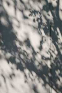 Full frame shot of plants with shadow on wall