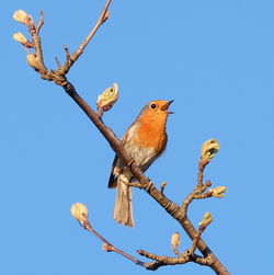Low angle view of birds perching on tree against clear sky